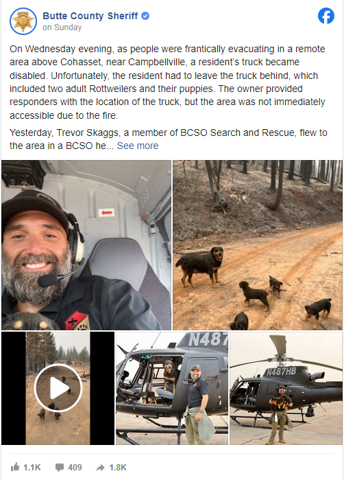 Rottweiler mom and 4 pups rescued after being trapped for days ...